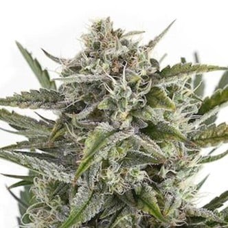 OG Kush (Sensation Seeds) feminizada