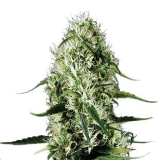 Super Silver Haze (Sensation Seeds) feminizada