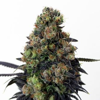 Acid Dough (Ripper Seeds) feminizada