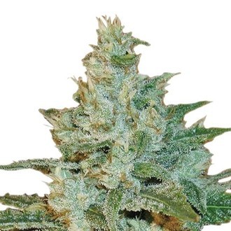 AK 47 (Sensation Seeds) feminizada