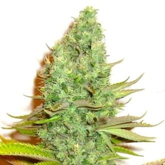 Sensation Victory (Sensation Seeds) feminizada