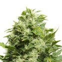 Cheese (Sensation Seeds) feminizada