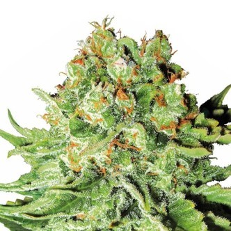 Northern Light Auto (Sensation Seeds) feminized