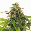 Sensation Haze Auto (Sensation Seeds) feminizada