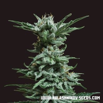 AK Skunk (Kalashnikov Seeds) feminizada