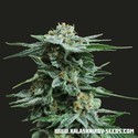 AK Kush (Kalashnikov Seeds) feminizada