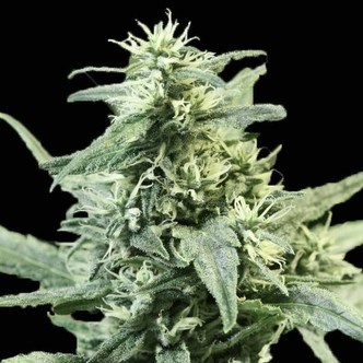 Golden Haze (Devil's Harvest) feminizada