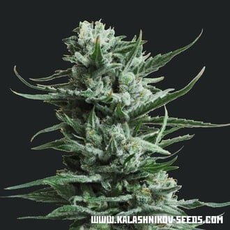 Siberian Haze (Kalashnikov Seeds) feminizada