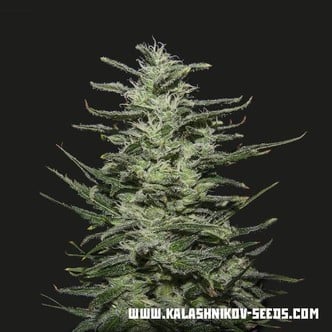 Amnesia Molotov (Kalashnikov Seeds) feminizada
