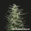 Amnesia Molotov (Kalashnikov Seeds) feminizada