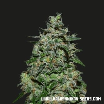 AK Kush Express (Kalashnikov Seeds) feminized