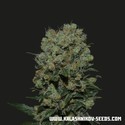 Kalashnikov Express (Kalashnikov Seeds) feminizada