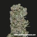 White Critical Express (Kalashnikov Seeds) feminizada