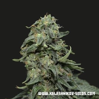 Kabul Express (Kalashnikov Seeds) feminizada