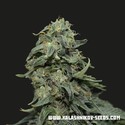 Kabul Express (Kalashnikov Seeds) feminizada