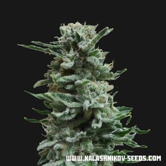 AK Skunk Auto (Kalashnikov Seeds) feminizada