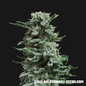 AK Skunk Auto (Kalashnikov Seeds) feminizada