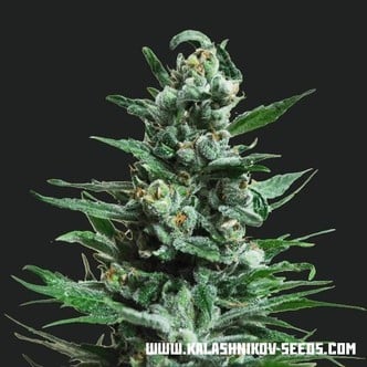 Moscow Blueberry Auto (Kalashnikov Seeds) feminized