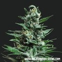 Moscow Blueberry Auto (Kalashnikov Seeds) feminizada