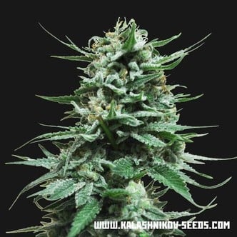 Northern Russian Auto (Kalashnikov Seeds) feminized