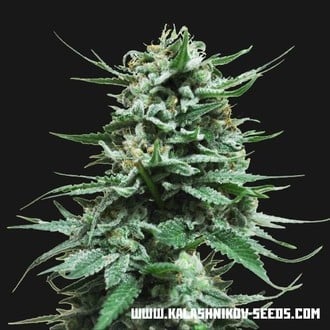 Northern Russian Auto (Kalashnikov Seeds) feminizada