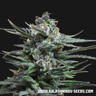 Acid Blue Auto (Kalashnikov Seeds) feminizada