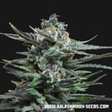 Acid Blue Auto (Kalashnikov Seeds) feminizada