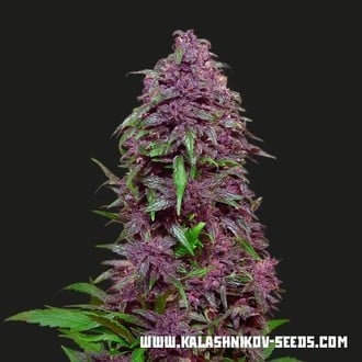 Purple Mazar Auto (Kalashnikov Seeds) feminizada