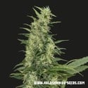 Amur Giant Auto (Kalashnikov Seeds) feminizada