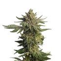 Green Magic (Amsterdam Genetics) Feminizada