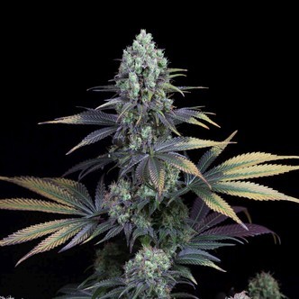 Dinamed CBD (Dinafem) feminizada