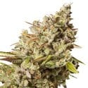 Royal Gorilla (Royal Queen Seeds) feminizada