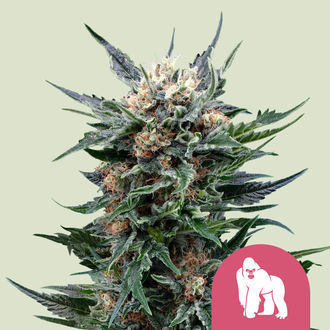 Royal Gorilla (Royal Queen Seeds) feminizada