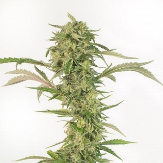 OG Kush Auto CBD (Dinafem) feminized