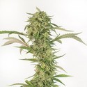 OG Kush Auto CBD (Dinafem) feminizada