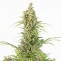 White Widow Auto CBD (Dinafem) feminizada