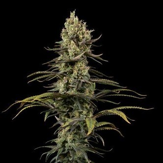Early Amnesia CBD (Dinafem) Feminizada