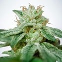 CBD Star (Ministry of Cannabis) feminizada