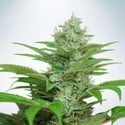 Auto CBD Star (Ministry of Cannabis) feminizada