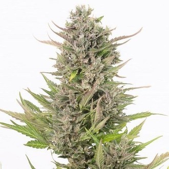 Critical+ Auto CBD (Dinafem) feminizada