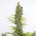 Amnesia Auto CBD (Dinafem) feminizada