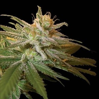 Kushberry (DNA Genetics) feminizada