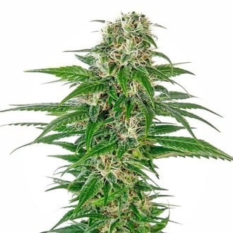 Early Skunk Automatic (Sensi Seeds) feminizada