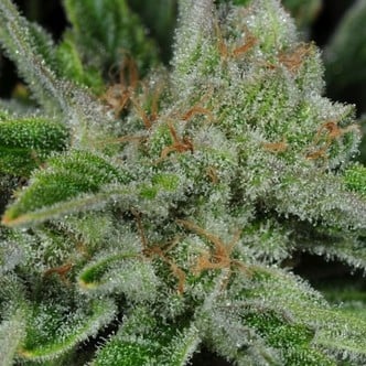 Ghost Train Haze 1 (Rare Dankness) feminizada/regular