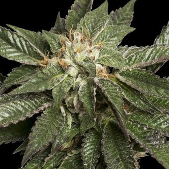 LA Confidential (DNA Genetics) feminizada