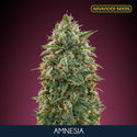 Amnesia (Advanced Seeds) Feminizada