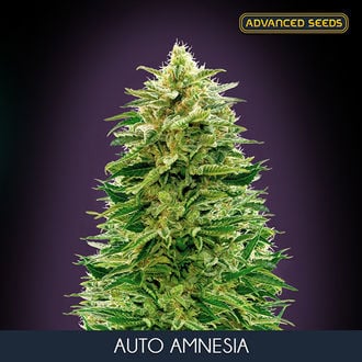 Auto Amnesia (Advanced Seeds) feminizada