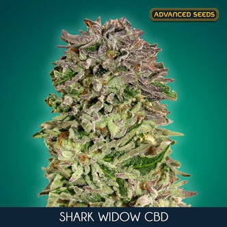 Shark Widow CBD (Advanced Seeds) feminizada