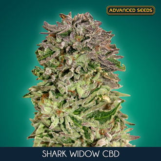 Shark Widow CBD (Advanced Seeds) feminizada