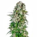 Big Bud Automatic (Sensi Seeds) feminizada